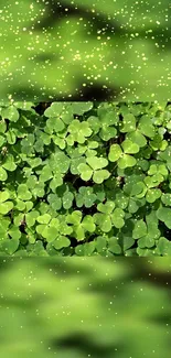 Vibrant green clover wallpaper with delicate leaves and a natural theme.