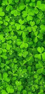 Green clover leaves with water droplets, vibrant nature wallpaper.