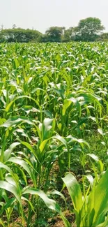 Lush green cornfield under a bright sky, perfect for nature wallpaper.