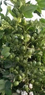 Close-up of a lush green cotton plant with budding cotton.