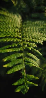 Close-up of a lush green fern leaf in natural light.