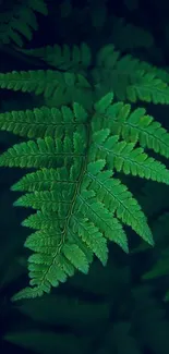 Emerald green fern leaf on dark background.