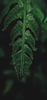 Lush green fern leaf in close-up view, ideal for mobile wallpaper.