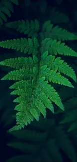 Close-up of a vibrant green fern leaf against a dark background.