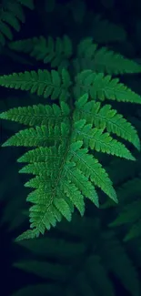 Lush green fern leaf wallpaper for mobile.