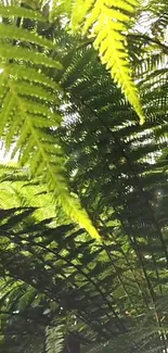 Lush green fern leaves forming a natural canopy.