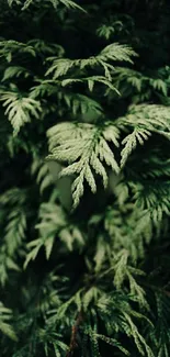 Lush green fern leaves creating a natural, tranquil mobile wallpaper.