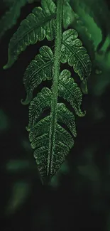 Close-up of a lush green fern leaf on a dark background.