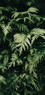 Lush green fern leaves creating a natural and tranquil wallpaper background.