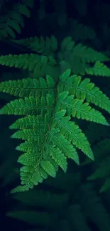 Lush green fern leaf with dark green background, perfect for nature lovers.