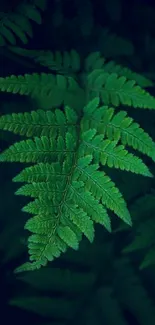 Close-up of a vibrant green fern leaf against a dark background.