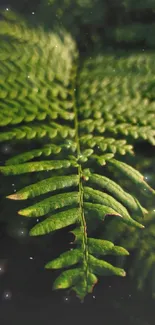 Lush green fern with intricate leaf details.