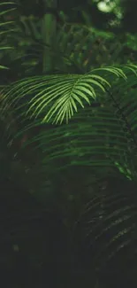 Lush green fern leaves in dark forest setting.