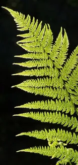 Close-up of a lush green fern leaf on a dark background.