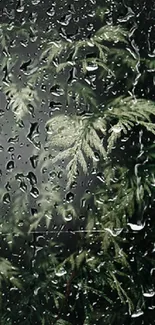 Dark green fern leaves close up on phone wallpaper.