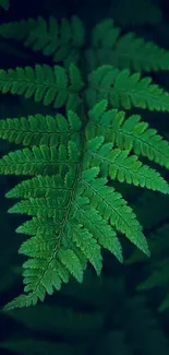 Lush green fern leaf with detailed foliage.