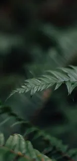 Dark green fern leaves in focus on a blurred background.