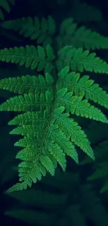 Vibrant green fern leaf showcasing natural texture and detail.