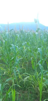 Serene green field with mountains in background, ideal for phone wallpaper.