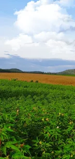 Lush green field under a clear blue sky.