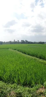 Green field under cloudy sky mobile wallpaper.