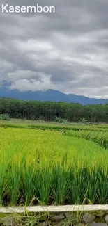 Serene green rice field under a cloudy sky.