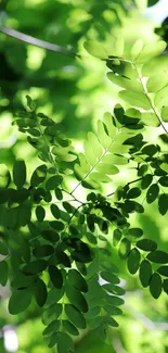 Vibrant green leaves wallpaper with sunlight filtering through.