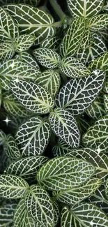 Lush green leaves with intricate white veins in a botanical pattern.