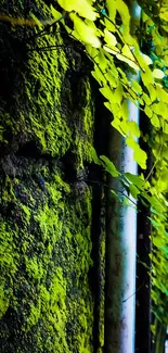 Lush greenery against a textured wall.