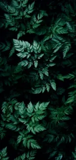 Dark green leafy foliage mobile wallpaper.