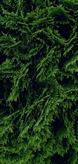 Lush green foliage close-up mobile wallpaper.