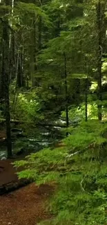 A lush green forest with a serene path.