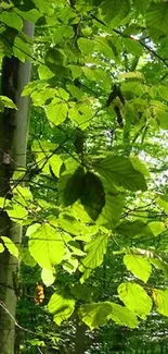 Vibrant green leaves in a lush forest setting, capturing nature's tranquility.