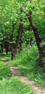 Serene green forest path surrounded by trees and lush foliage.