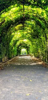 Lush green forest pathway under a sunlit canopy.