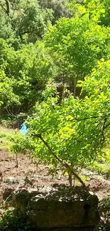 A vibrant forest pathway with lush green trees and sunlight.