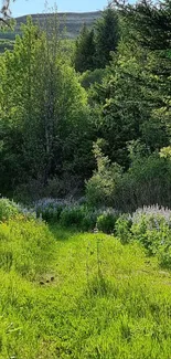 Lush green forest pathway with vibrant foliage.