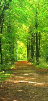 Vibrant forest pathway with lush green trees