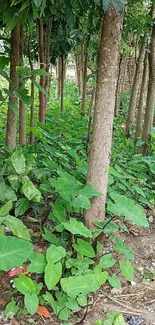 Lush green forest pathway with vibrant foliage.