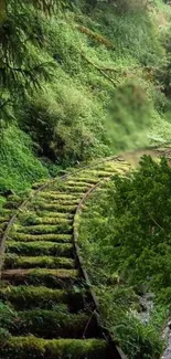 Serene forest railway path covered with lush green foliage.