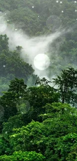 Misty lush green forest landscape with dense foliage.