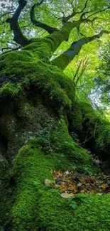 Lush green forest wallpaper with moss-covered tree.