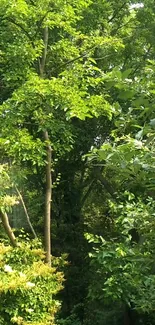 Lush green forest wallpaper with sunlight filtering through the trees.