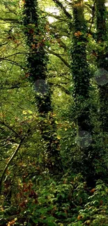 Lush green forest with dense foliage and towering trees.