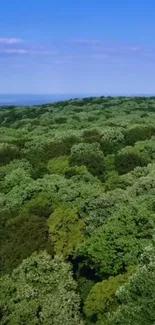 Aerial view of a lush green forest with blue sky.