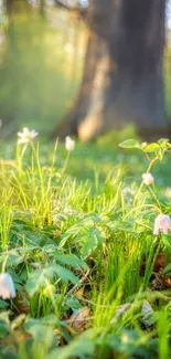 Green forest scene with sunlight and flowers.