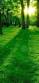 Sunlit forest with lush green grass and tall trees.