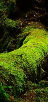 Lush green forest with moss-covered log