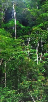 Lush green forest mobile wallpaper with towering trees.