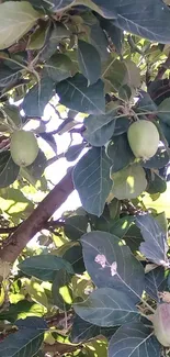 Vibrant green leaves and fruit on a tree, captured in bright sunlight.